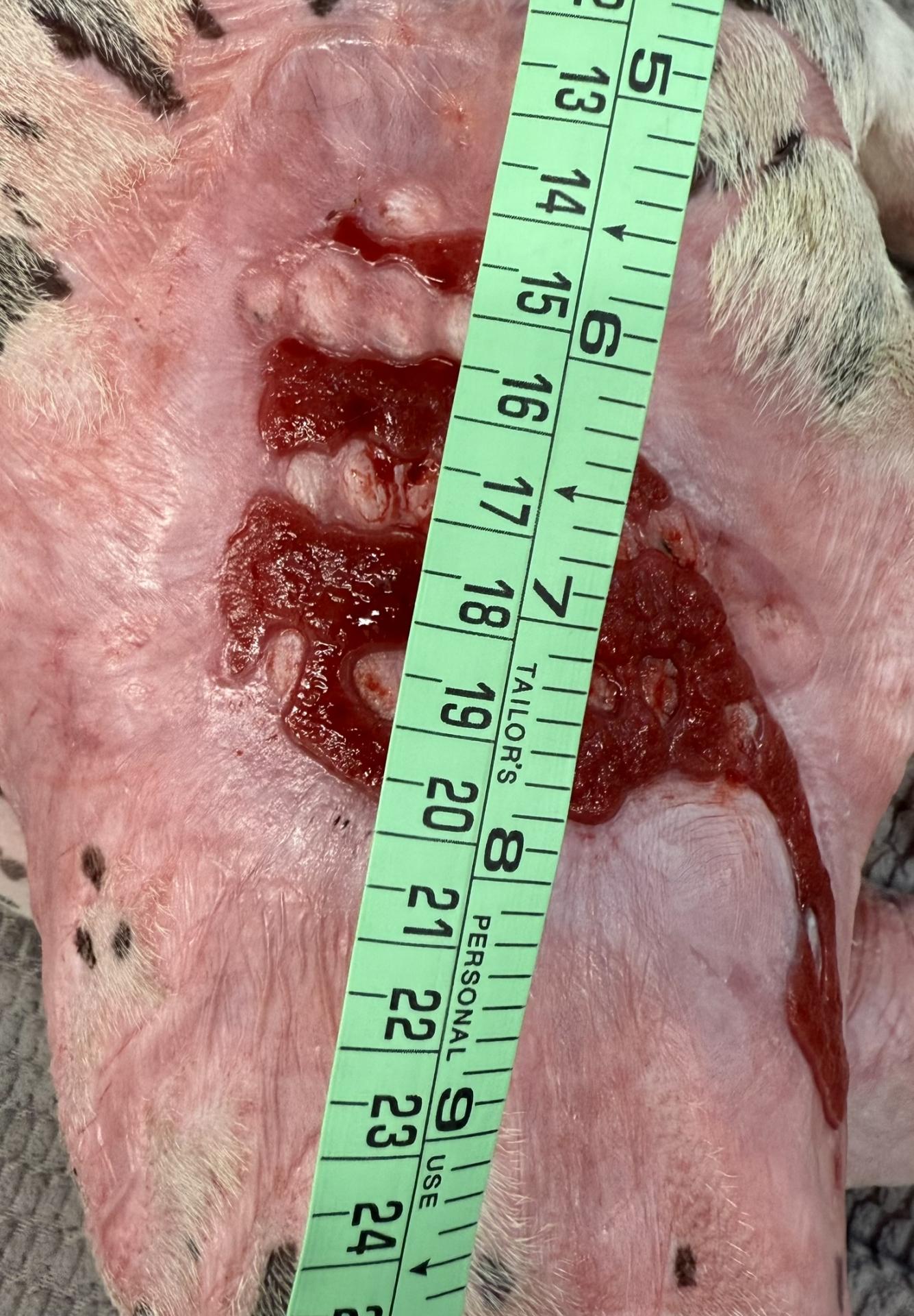 Burn Wound dog lateral left thigh day 84