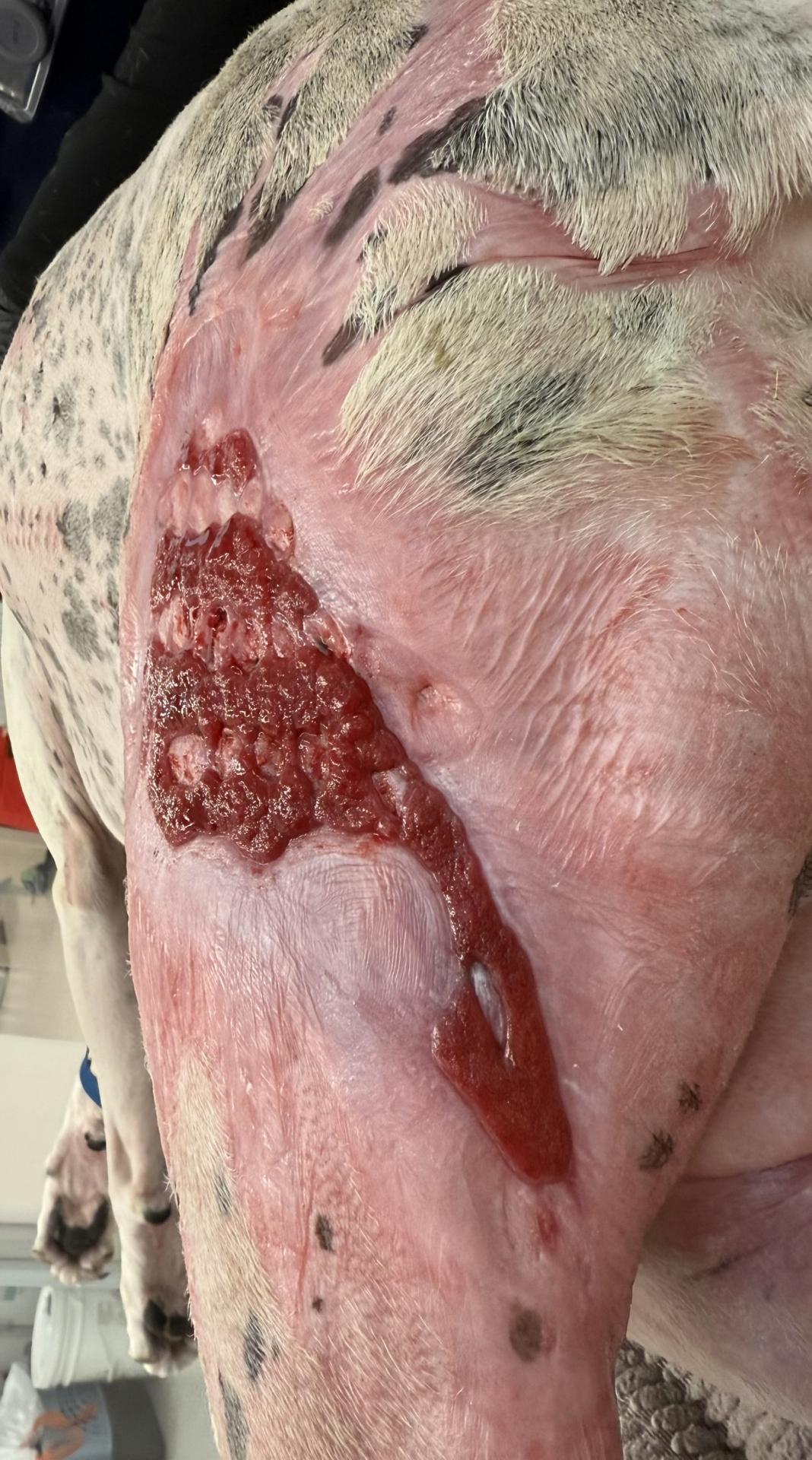 Burn Wound dog caudal left thigh day 84