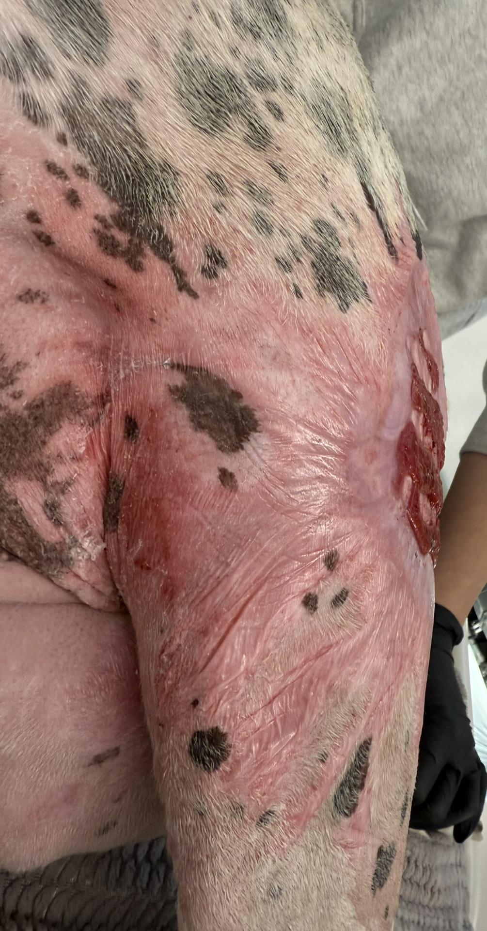 Burn Wound dog lateral left thigh day 84