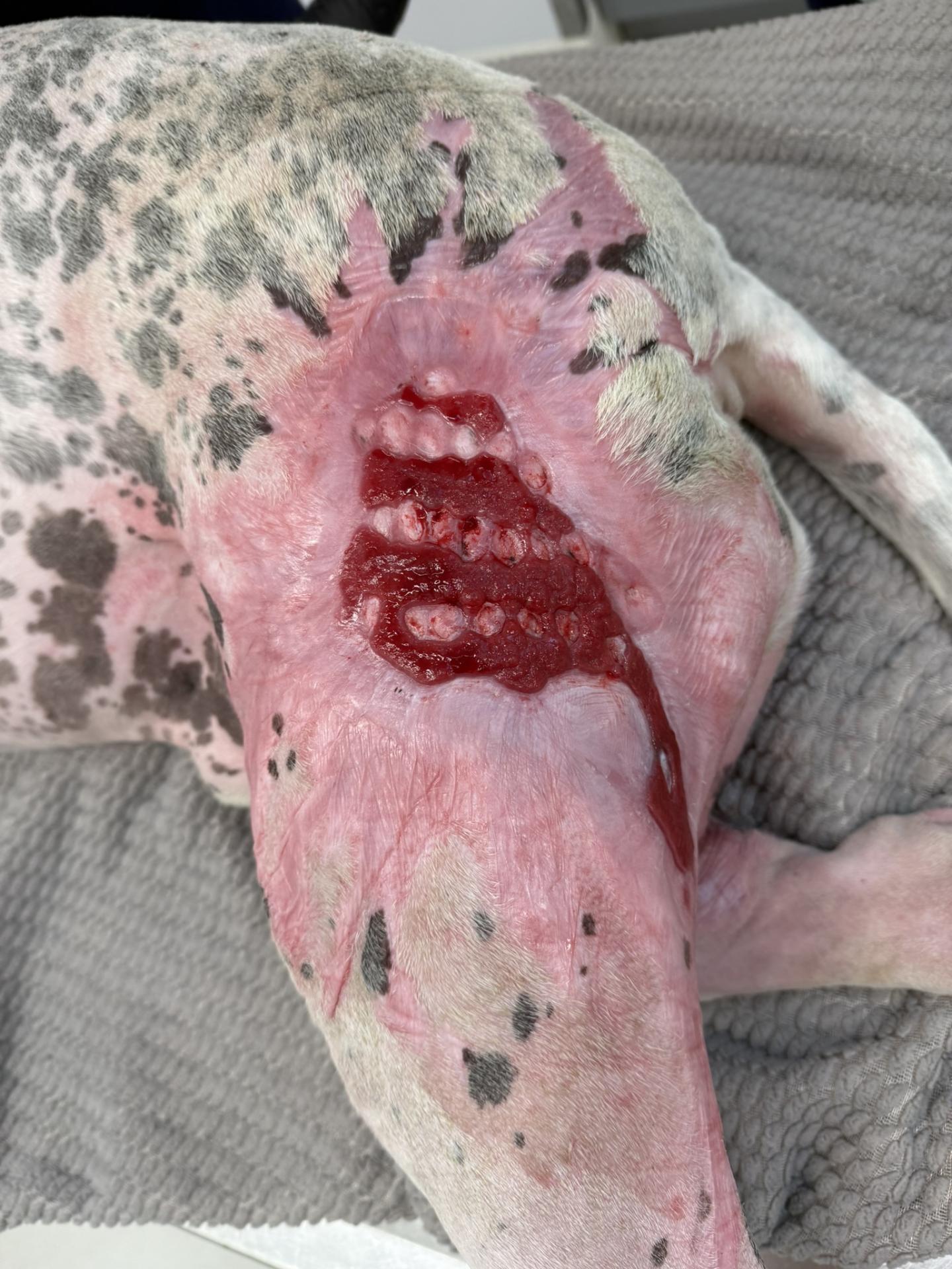 Burn Wound dog lateral left thigh day 84