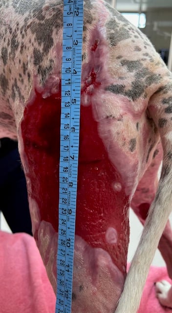 Day 53 Burn injuries to left pelvic limb on a dog