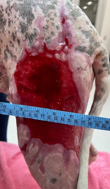 Day 53 Burn injuries to left pelvic limb on a dog