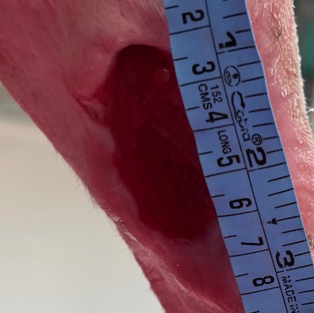 Day 53 Burn injuries to right pelvic limb on a dog