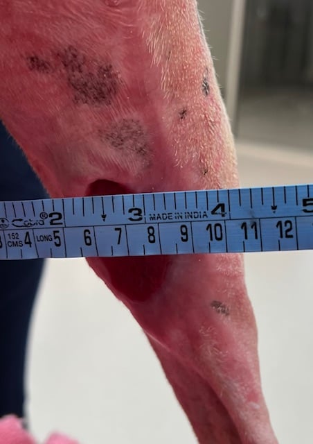 Day 53 Burn injuries to right pelvic limb on a dog