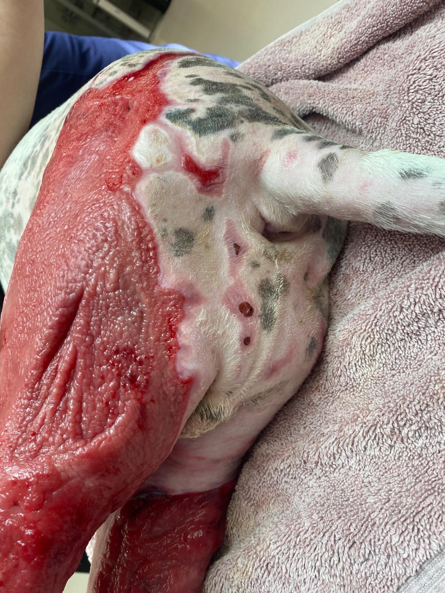 Dog Burns day 29