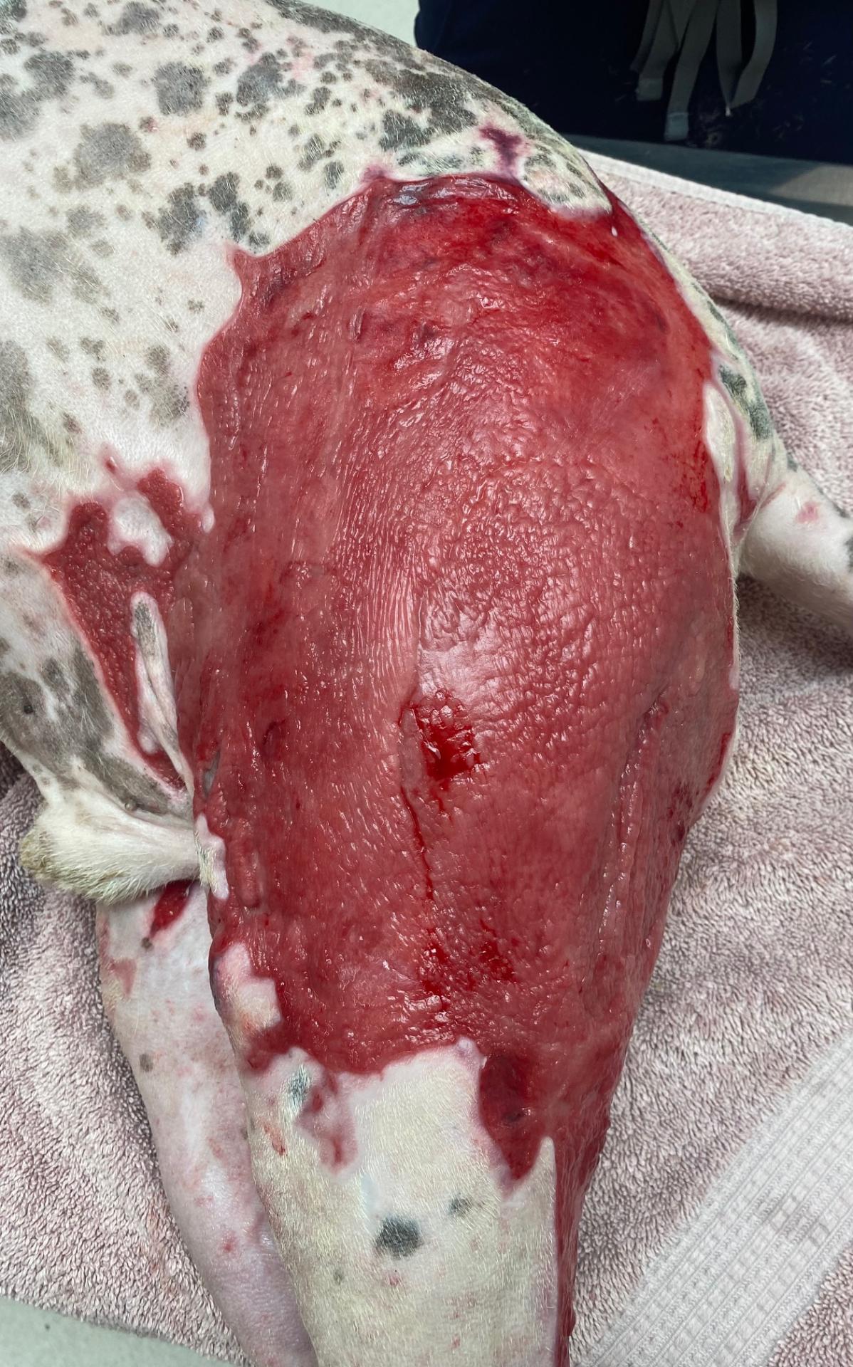 Dog Burns day 29 lateral