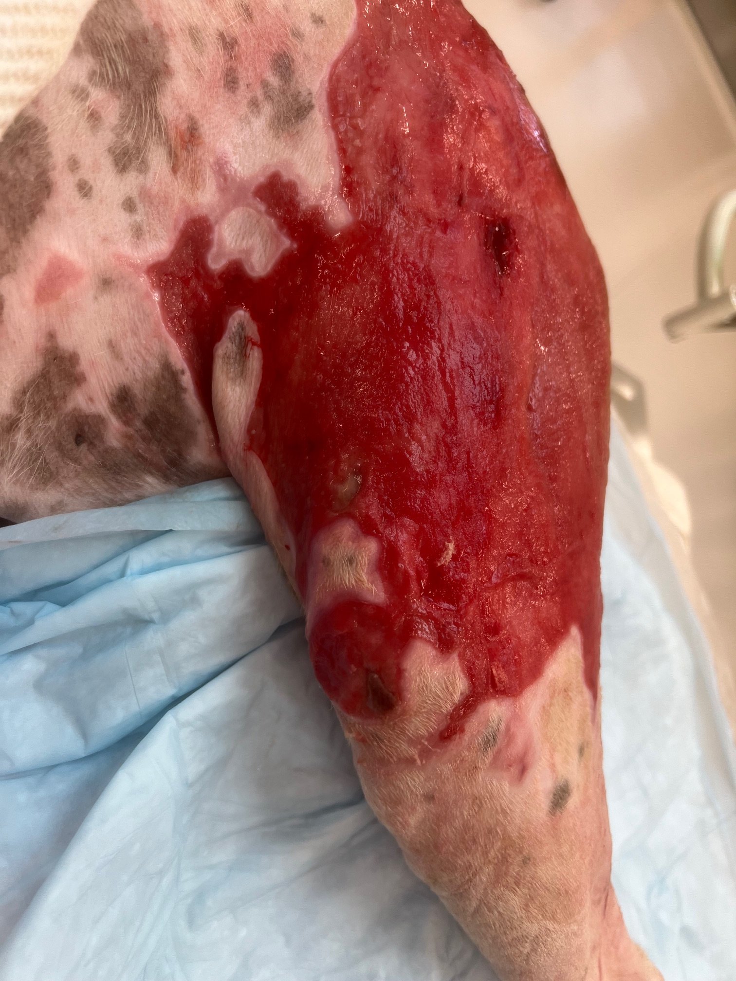 dog burn day 32