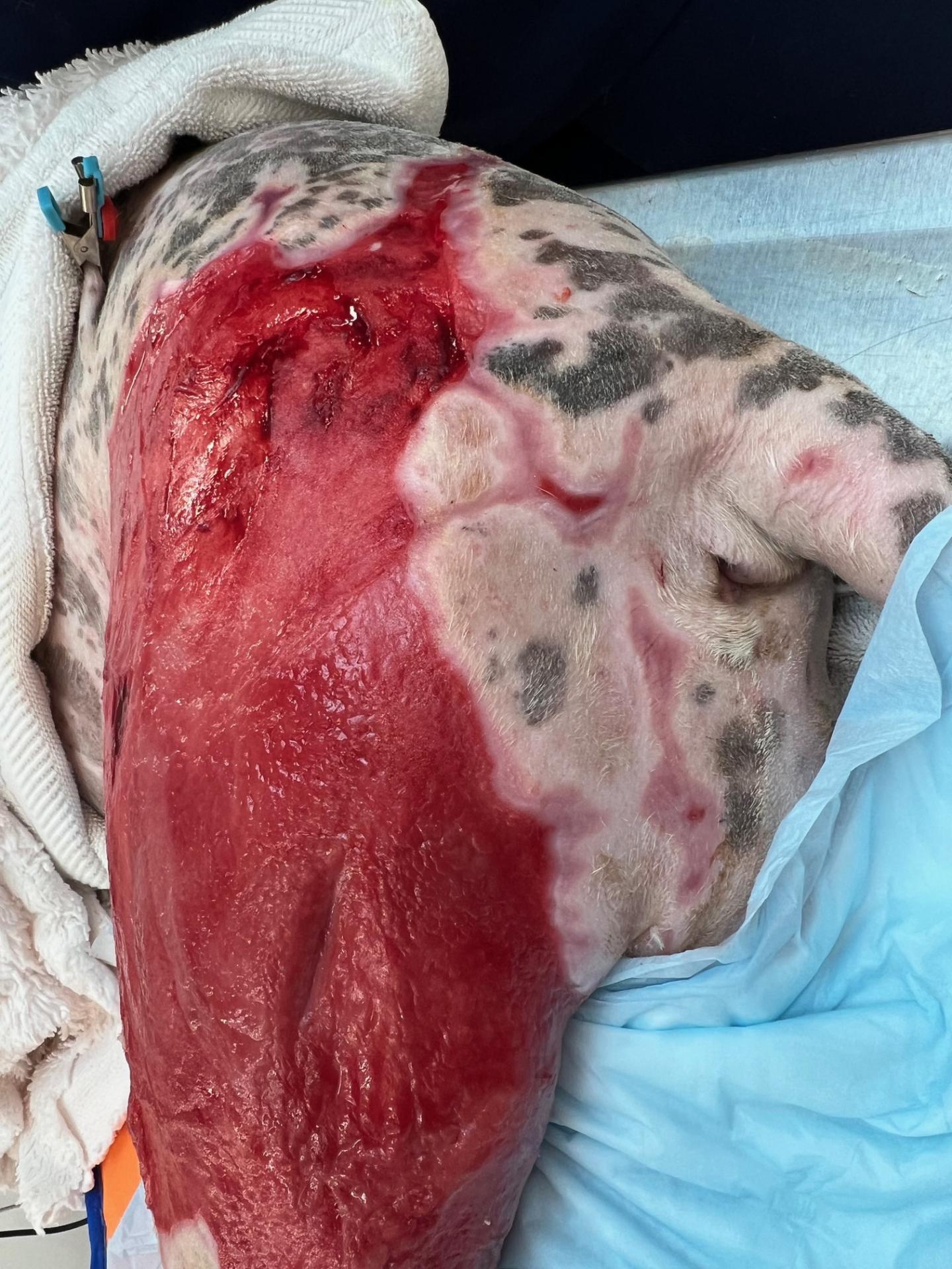 dog burn day 32