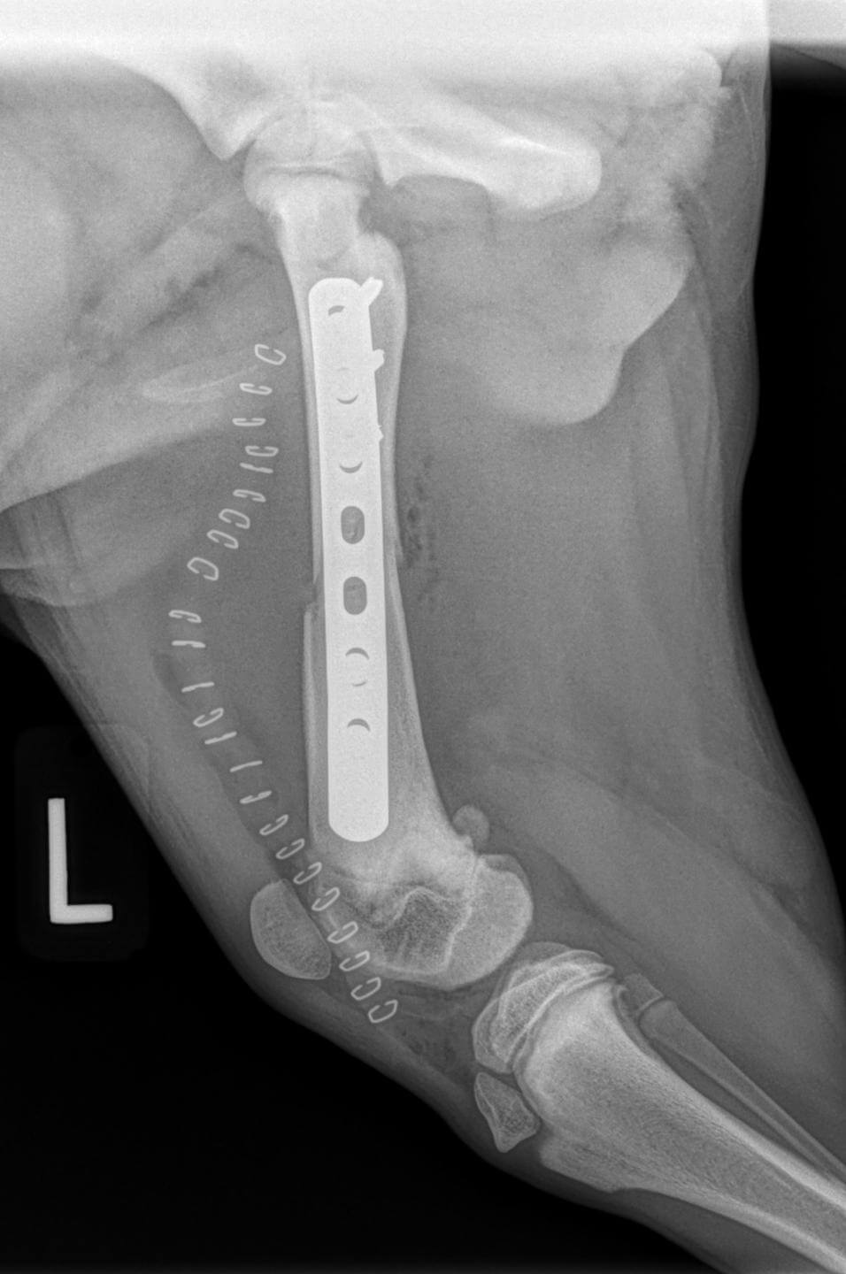 repaired puppy femoral fracture