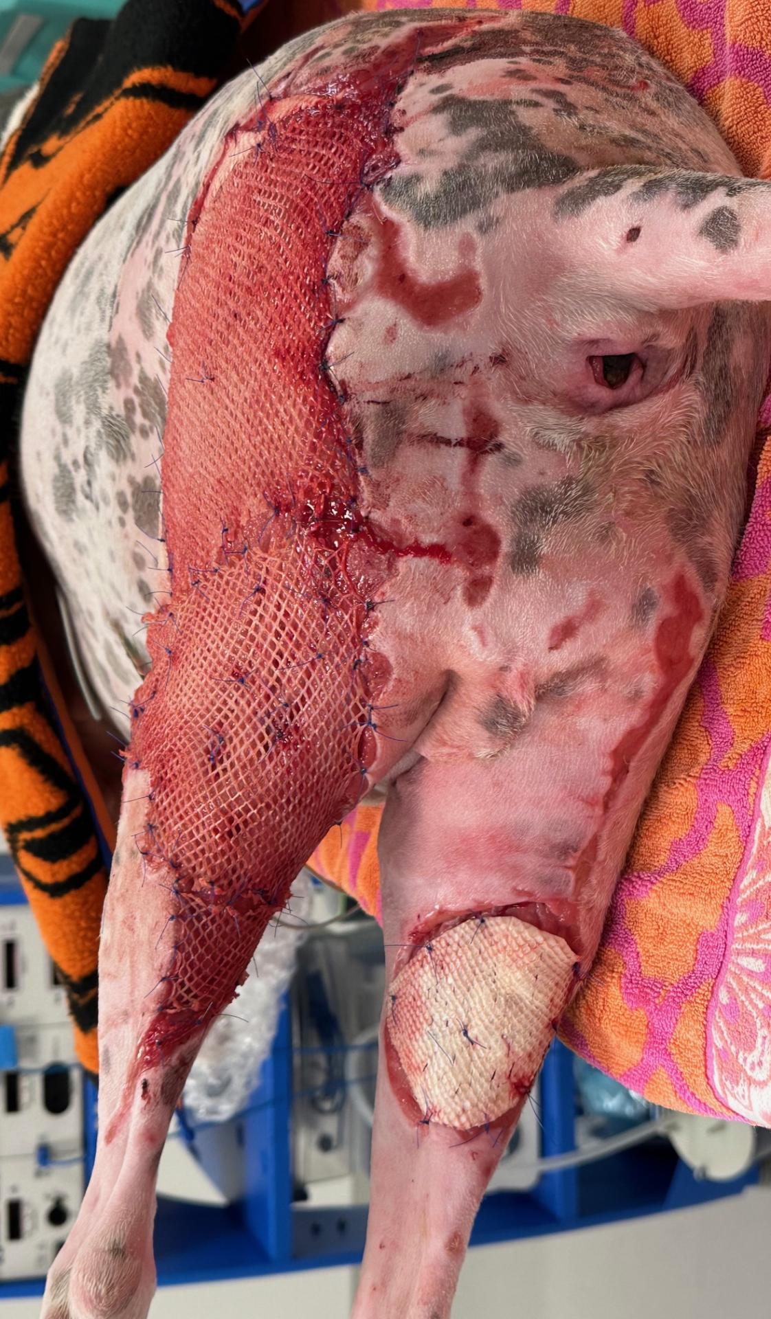 Meshed fish skin and solid fish skin grafts on dog with burns