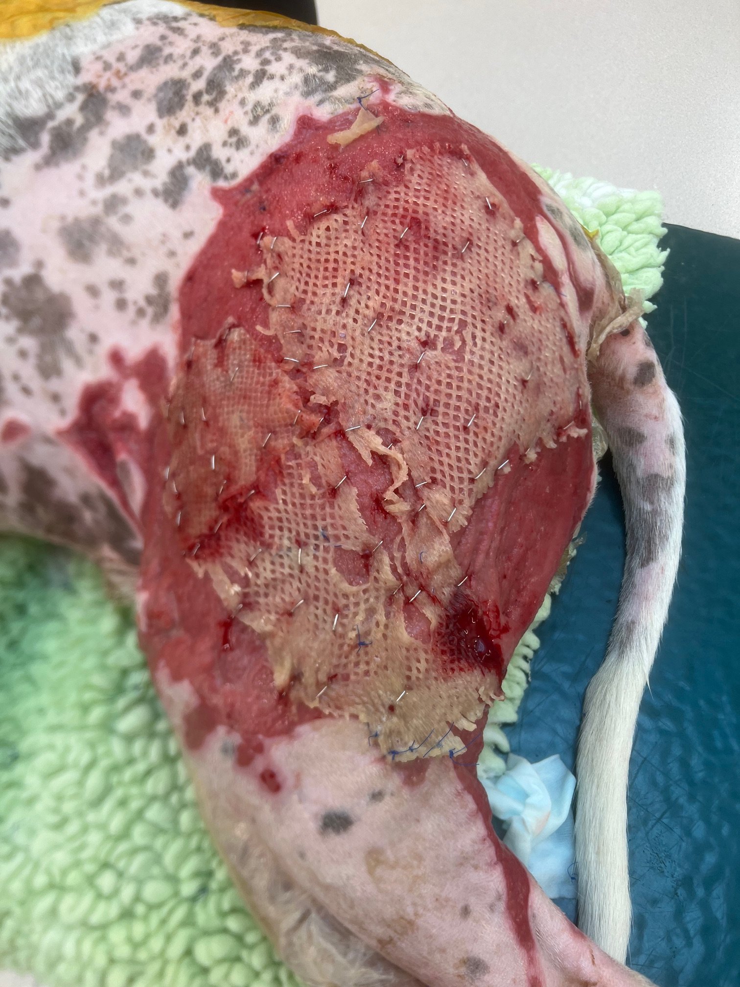 Failed fish skin graft on dog