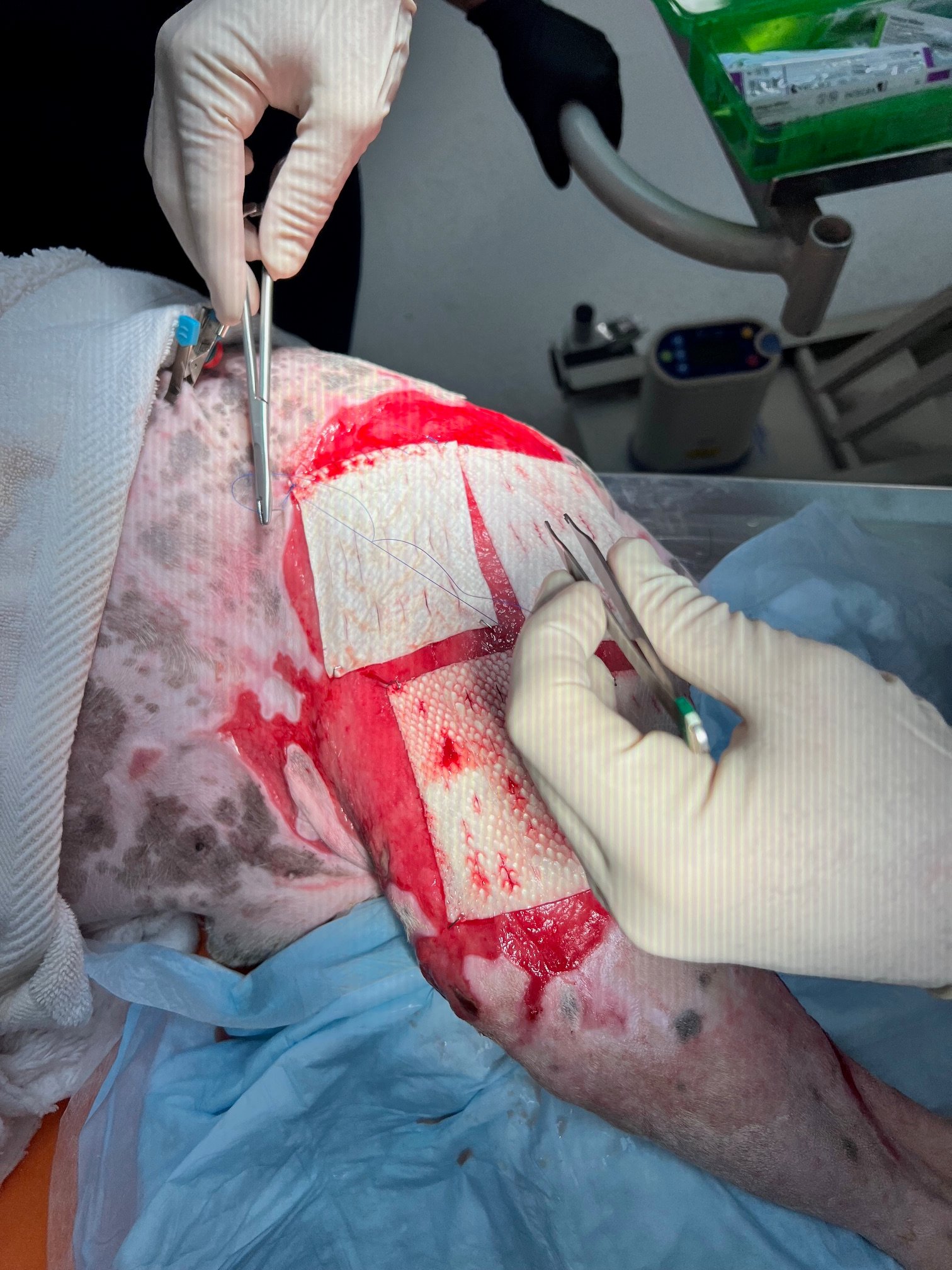 fish skin graft dog kerecis