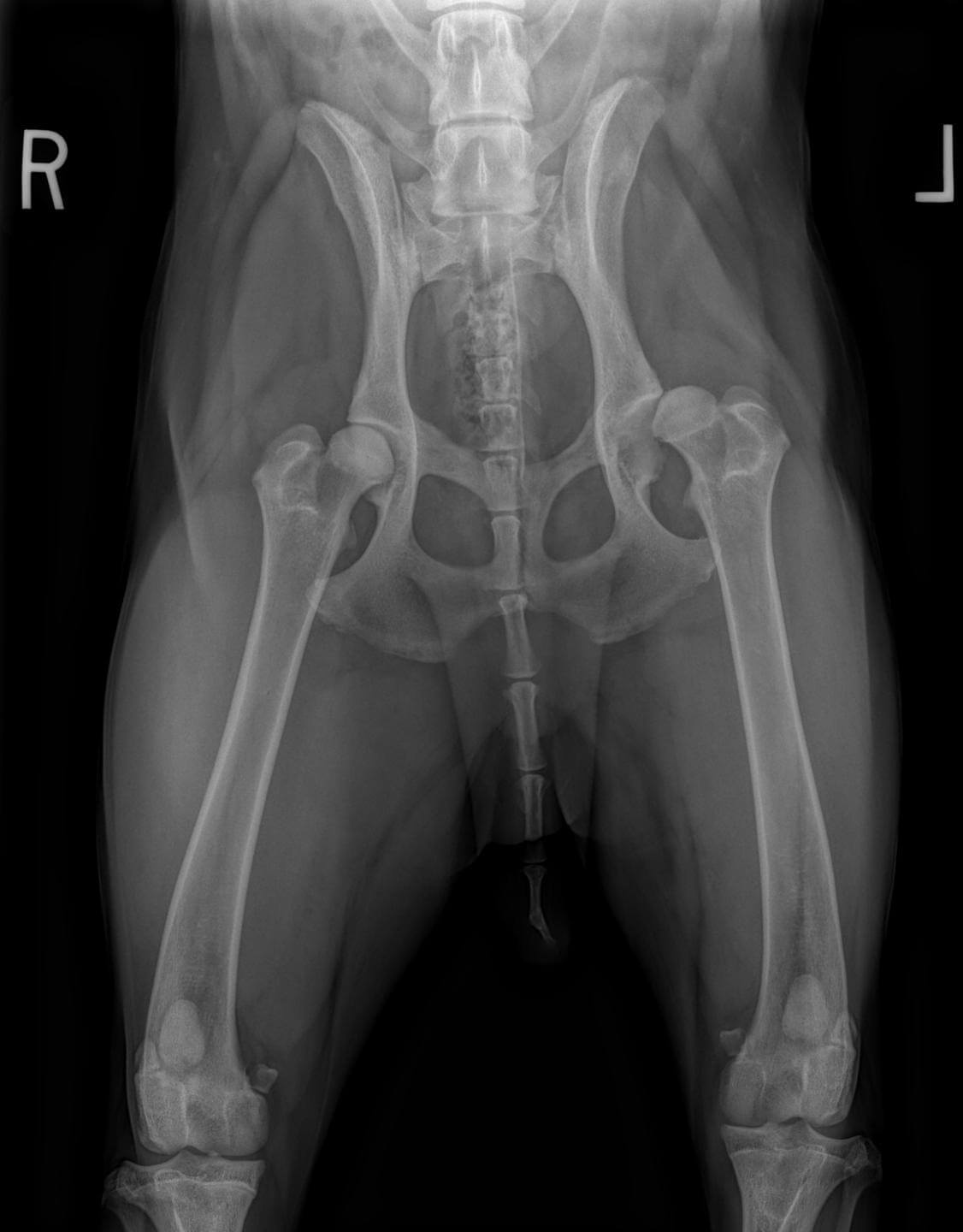 Canine Hip Dysplasia