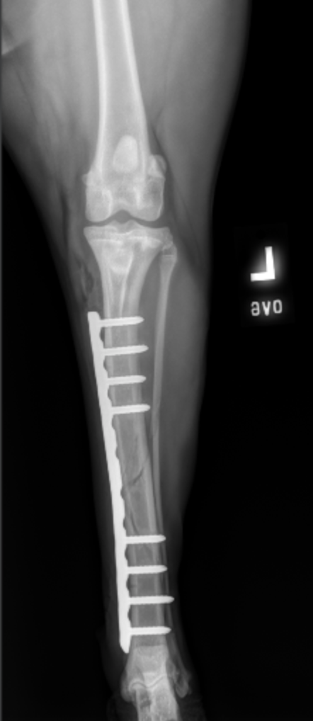 Tibial Fracture Repair Oakdale Vet Group