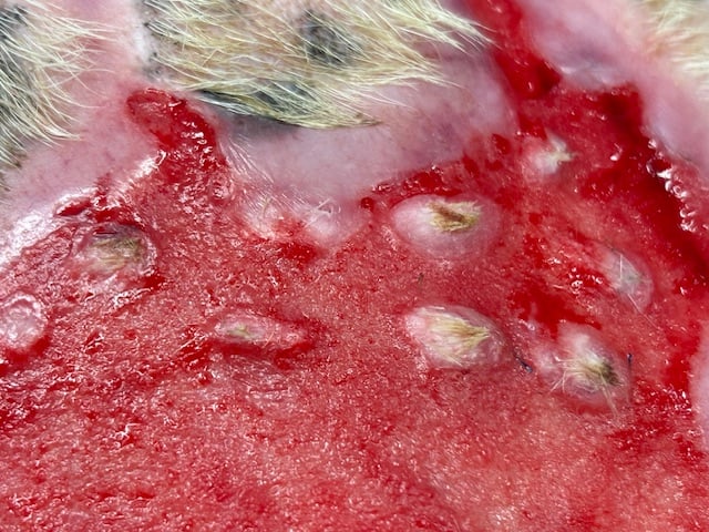 close up of punch graft at 3 weeks post grafting