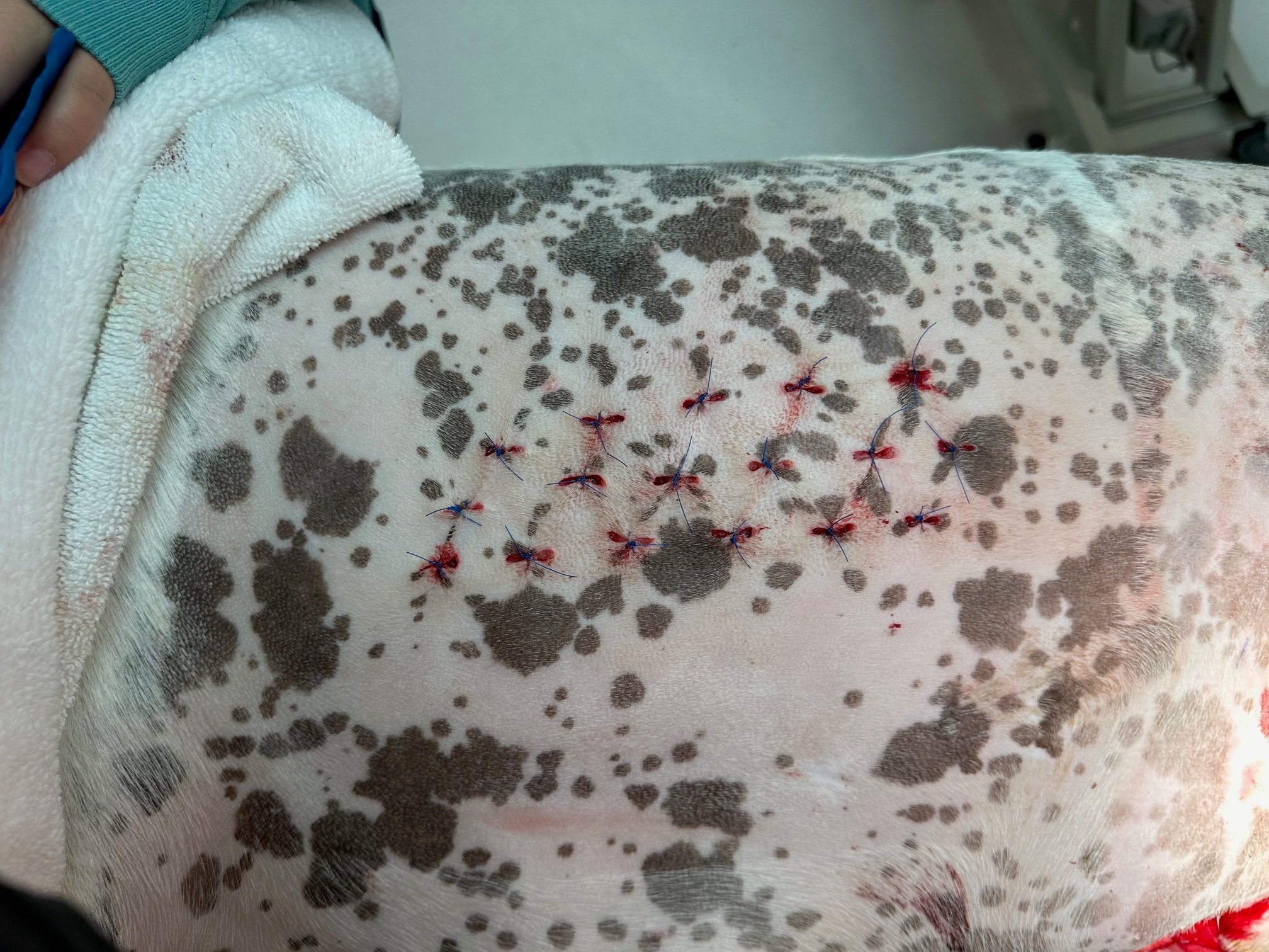 punch graft donor site dog