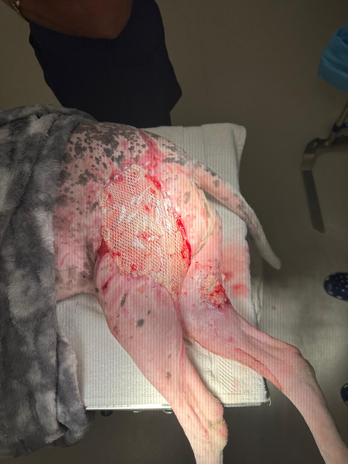 Dog wound after application of Fish Skin, Spray on skin cells and punch grafts