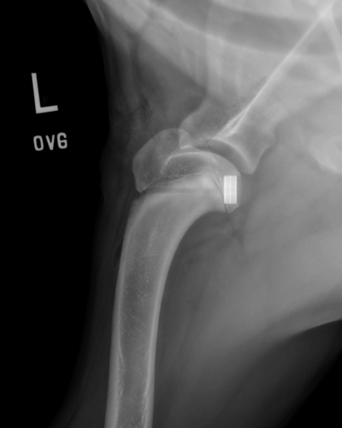 Synacart implant for OCD of the shoulder in a dog