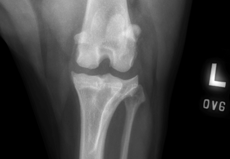 Stifle Osteochondritis dissecans (OCD) dog