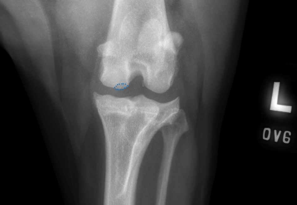 Stifle Osteochondritis dissecans (OCD) dog