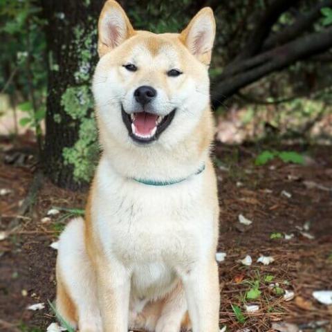 Akita Dog Breed Info Akita Dog Breed Info