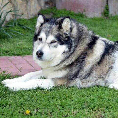 Alaskan Malamute Dog Breed Info Alaskan Malamute Dog Breed Info