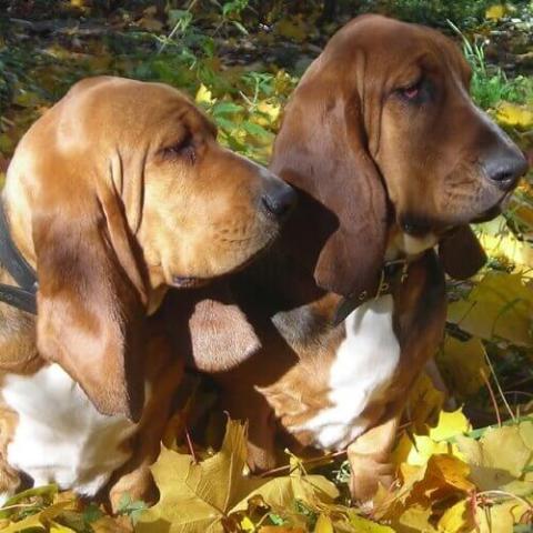 Basset Hound Dog Breed Info Basset Hound Dog Breed Info