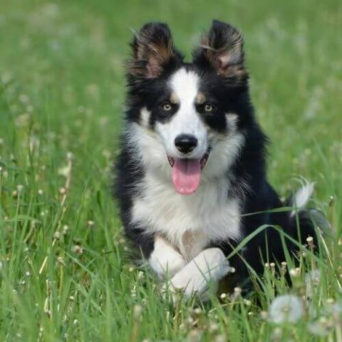 Border Collie Dog Breed Info Border Collie Dog Breed Info