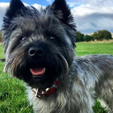 Cairn Terrier Dog Breed Info Cairn Terrier Dog Breed Info