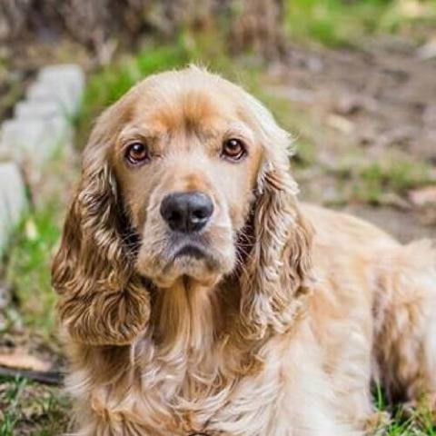 Cocker Spaniel Dog Breed Info Cocker Spaniel Dog Breed Info