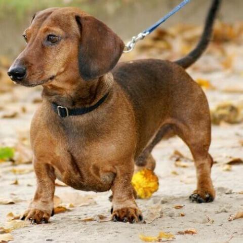 Dachshund Dog Breed Info