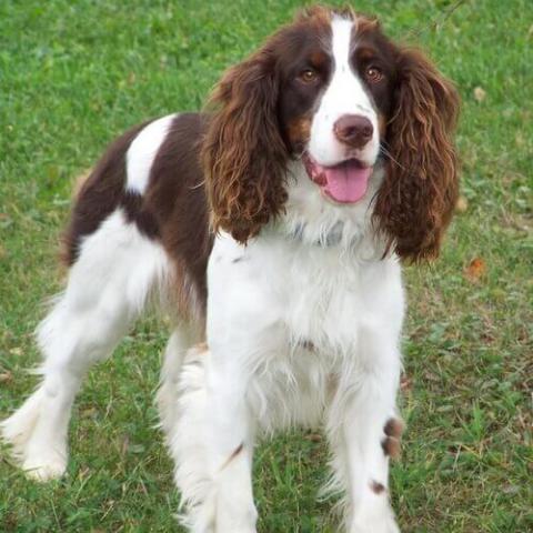 English Springer Spaniel Dog Breed Info English Springer Spaniel Dog Breed Info