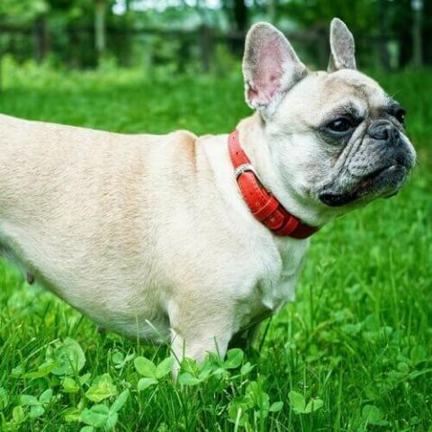 French Bulldog Dog Breed Info French Bulldog Dog Breed Info