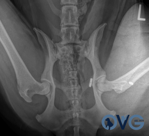 Hip Toggle dog dislocated hip