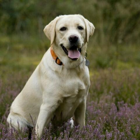 Labrador Retriever Dog Breed Info Labrador Retriever Dog Breed Info