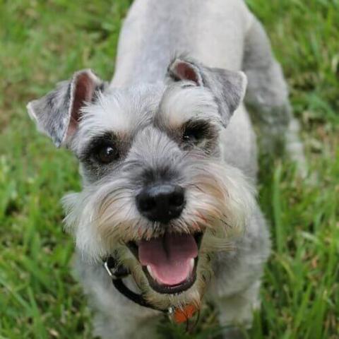 Miniature Schnauzer Dog Breed Info