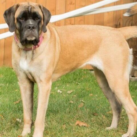 Large mixed breed dogs deals