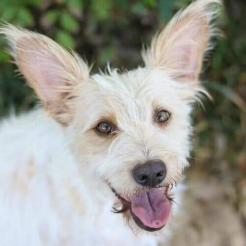 Medium Mixed Breed Dog Info Medium Mixed Breed Dog Info