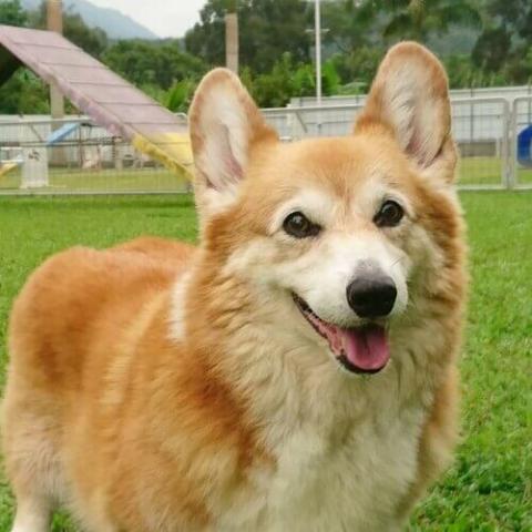 Pembroke Welsh Corgi Dog Breed Info Pembroke Welsh Corgi Dog Breed Info