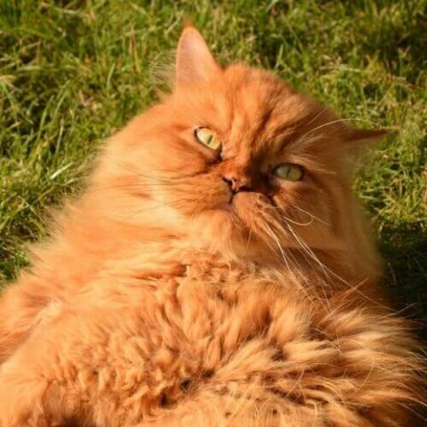 Persian | Oakdale Veterinary Group