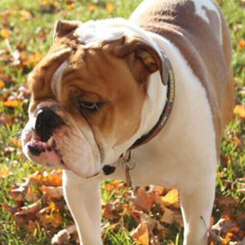 animal hospital near me animal hospital near me