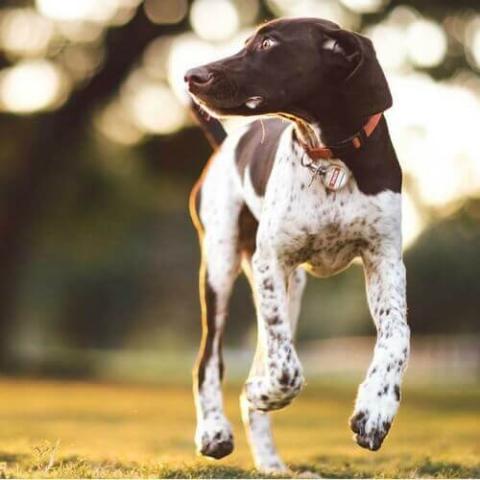 Pointer Dog Breed Info Pointer Dog Breed Info