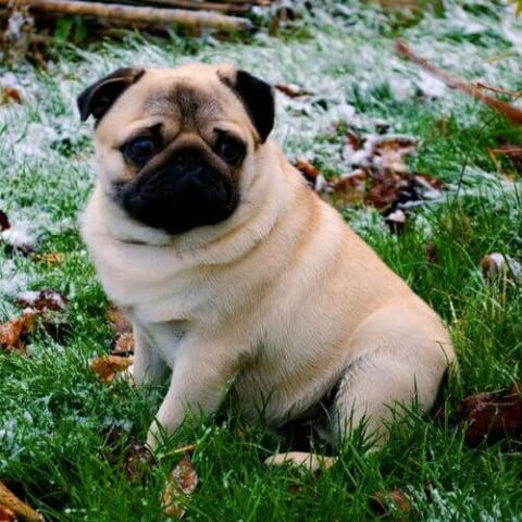 Pug Dog Breed Info