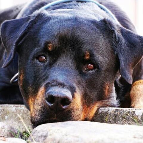 Rottweiler Dog Breed Info Rottweiler Dog Breed Info