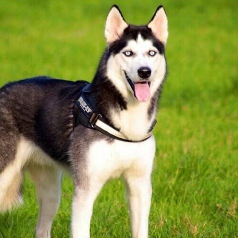 Husky online breathing fast