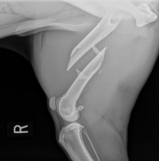 canine butterfly femur fracture