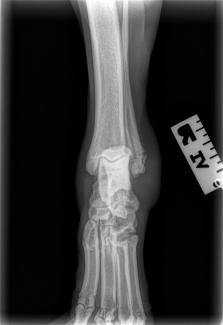 lateral malleolus fracture canine