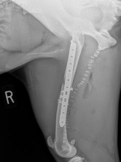 canine femur plate repair fracture