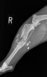 comminuted tibial fracture dog gun shot