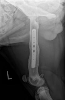 repaired femoral fracture puppy plated